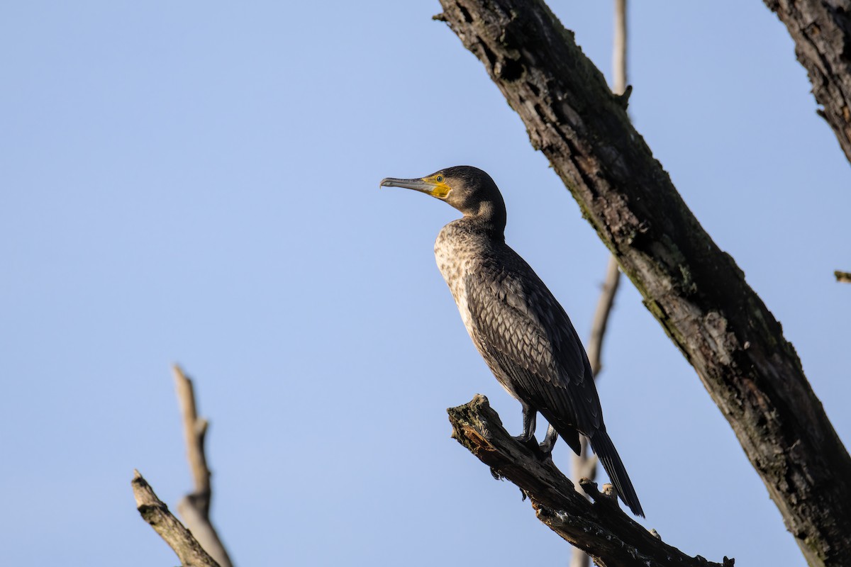 Great Cormorant - ML646050304