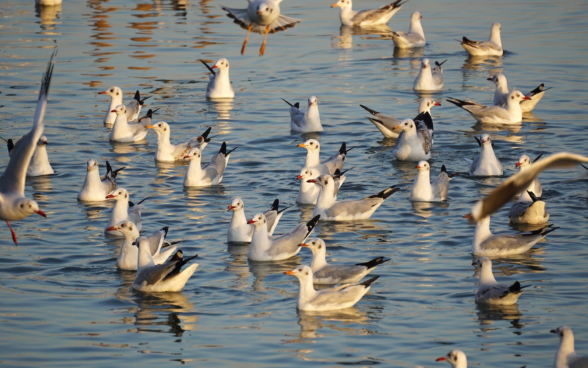 Gaviota Centroasiática - ML646050308