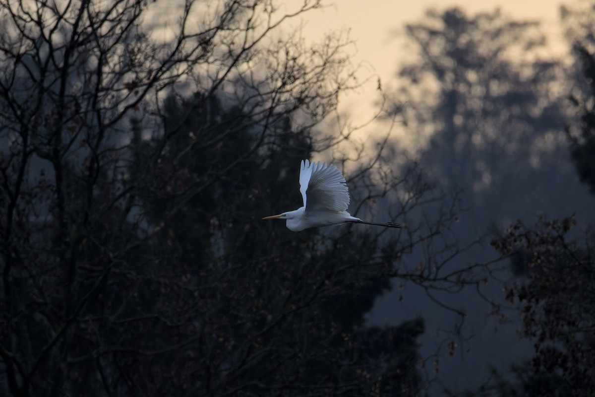 Great Egret - ML646050311