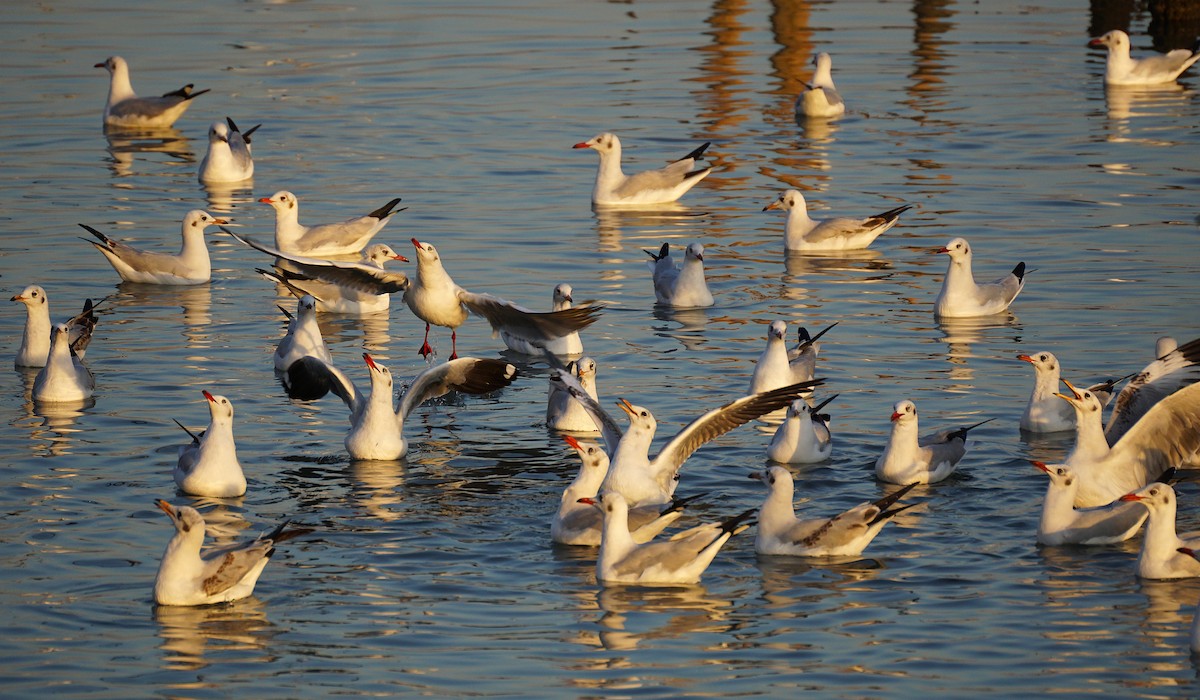 Gaviota Centroasiática - ML646050312