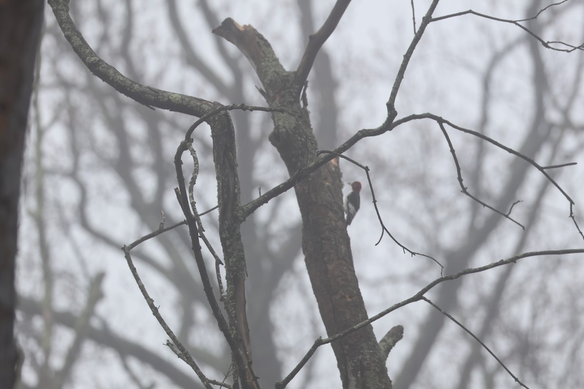 Red-headed Woodpecker - ML646050316