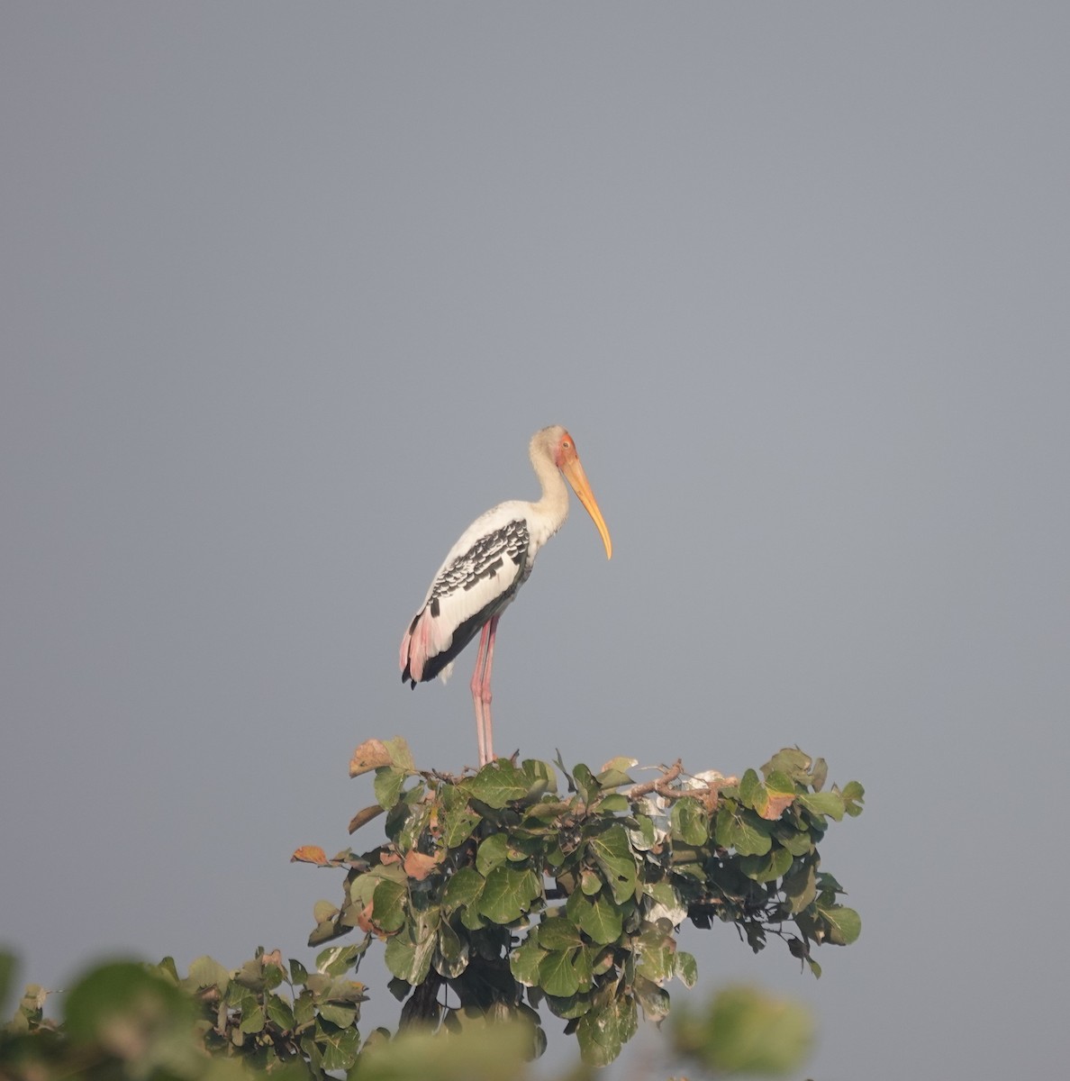 Painted Stork - ML646050317