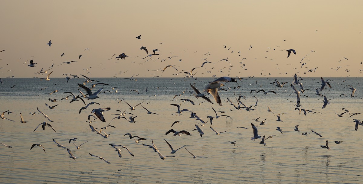 Gaviota Centroasiática - ML646050321