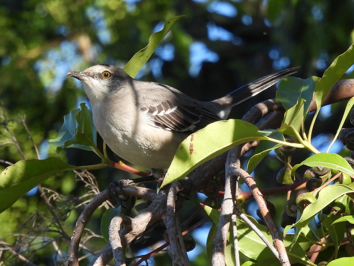 Kuzeyli Taklitçi - ML646050323