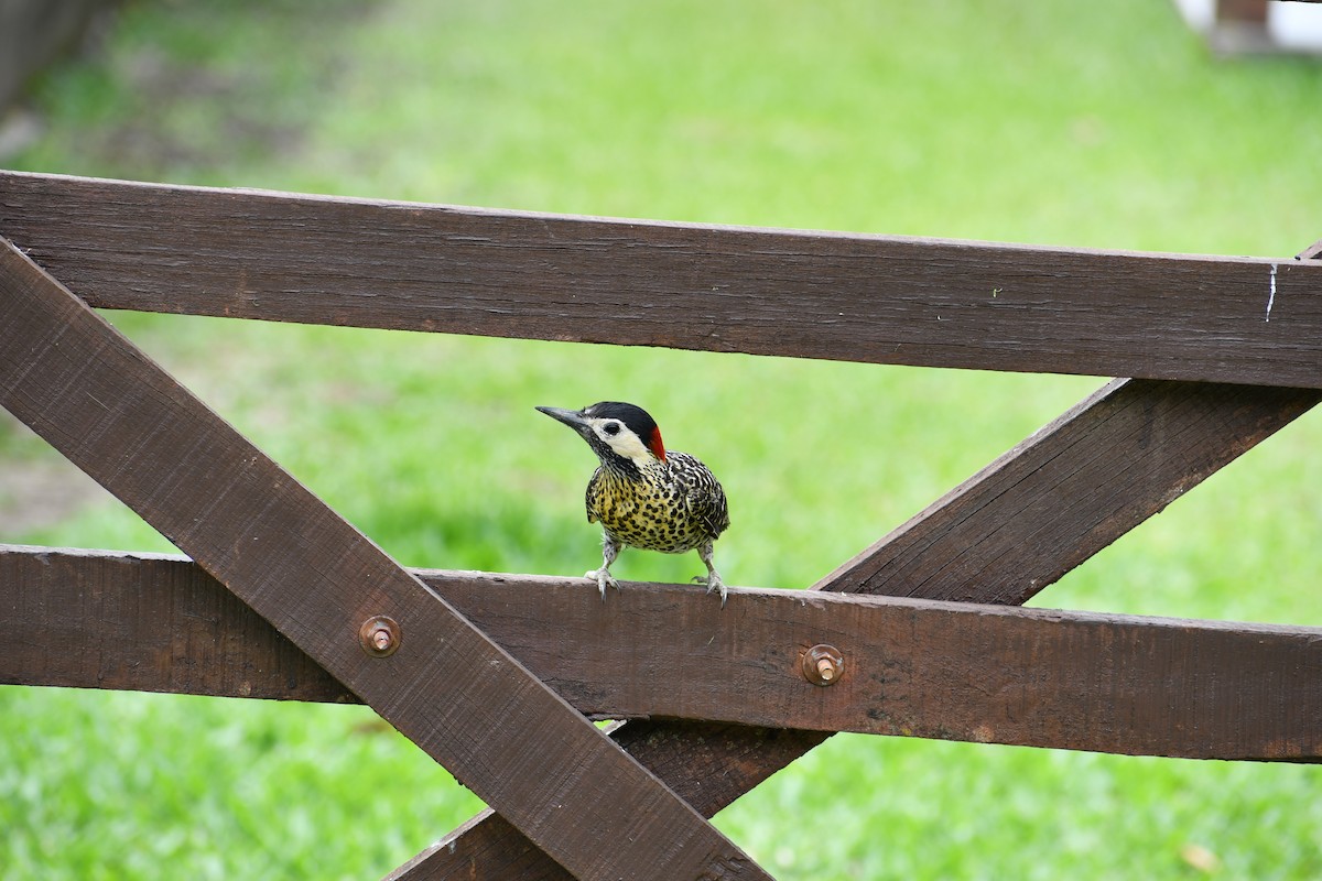 Green-barred Woodpecker - ML646050325