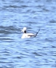 長尾鴨 - ML646050332