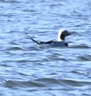 長尾鴨 - ML646050333