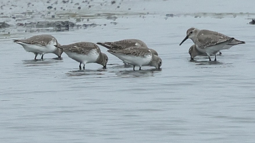 Dunlin - ML646050336