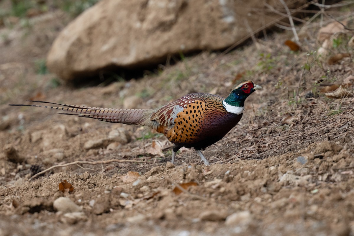 Ring-necked Pheasant - ML646050339