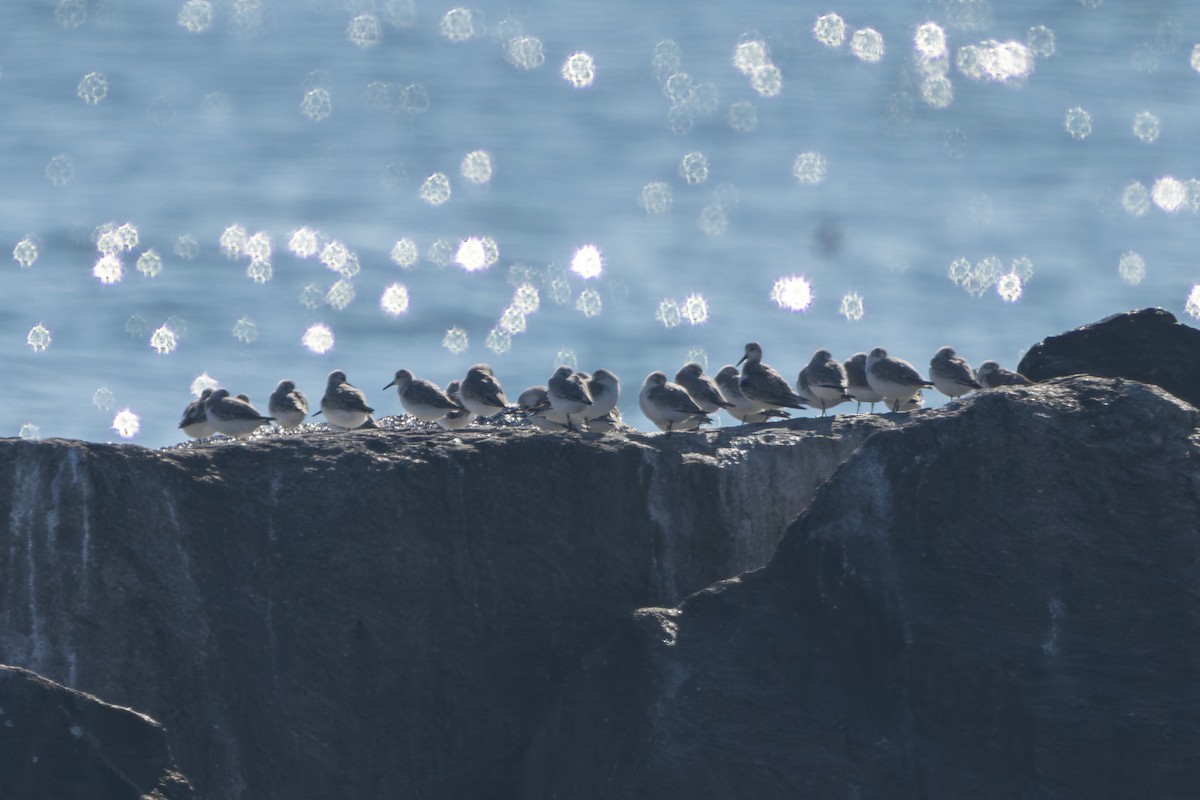 Dunlin - ML646050340