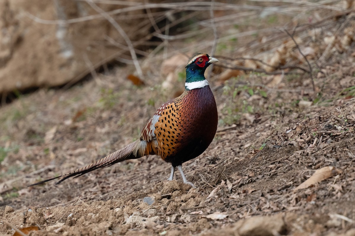 Ring-necked Pheasant - ML646050341