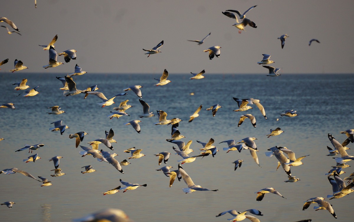 Brown-headed Gull - ML646050346