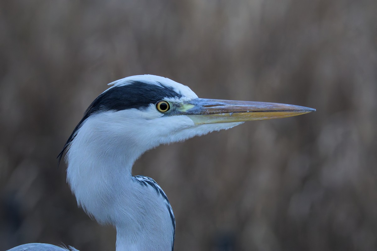 Gray Heron - ML646050348