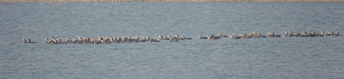 鸕鷀 - ML646050349