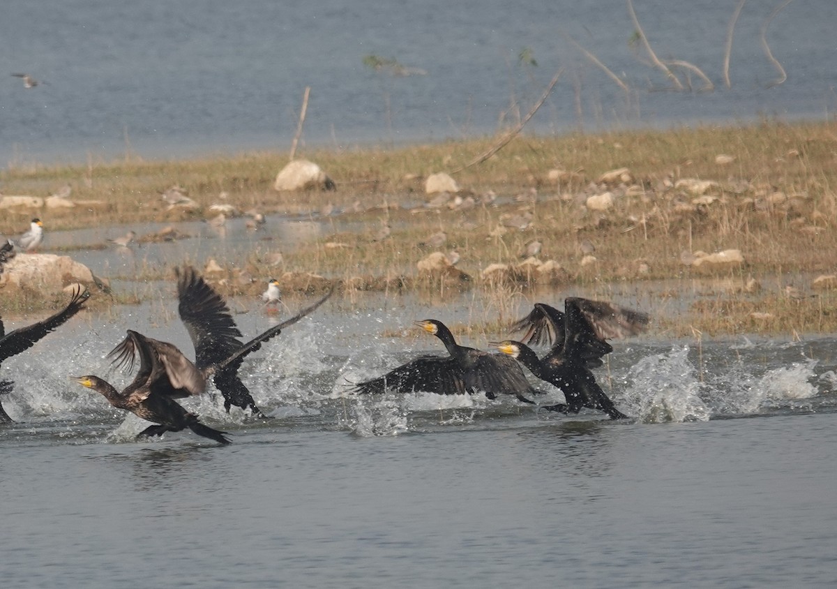 鸕鷀 - ML646050350