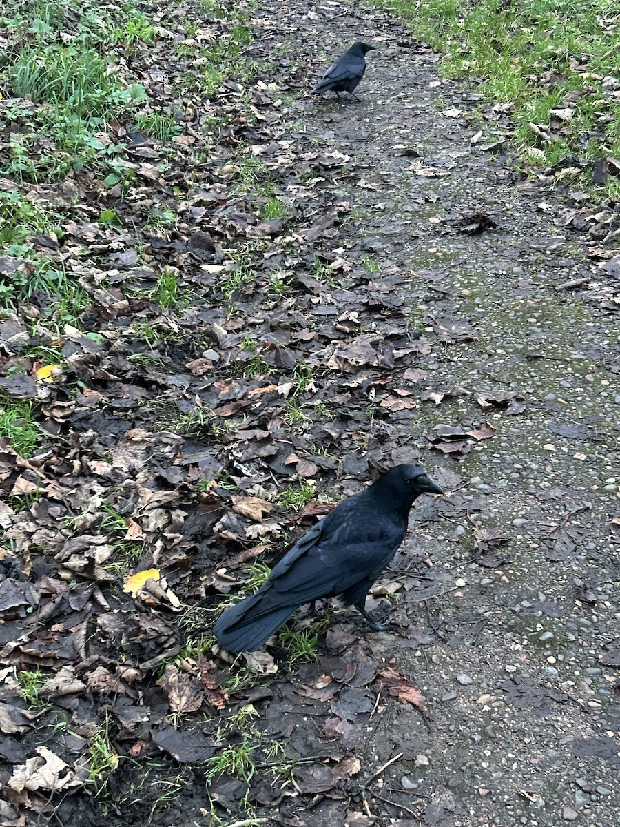 Carrion Crow - ML646050351