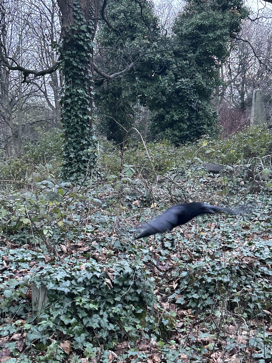 Carrion Crow - ML646050352