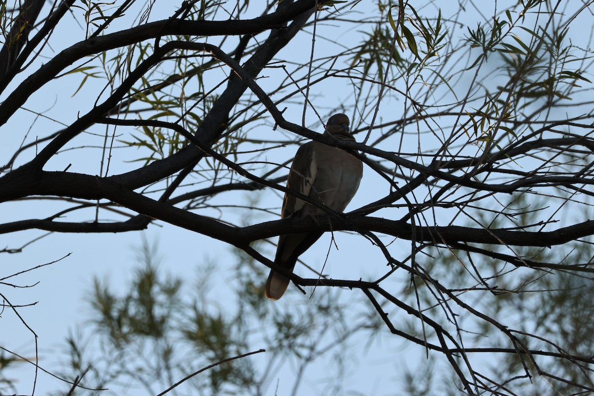 White-winged Dove - ML646050353