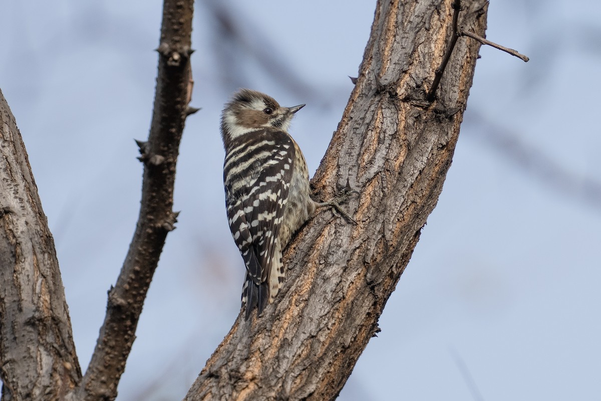 Japanese Pygmy Woodpecker - ML646050354
