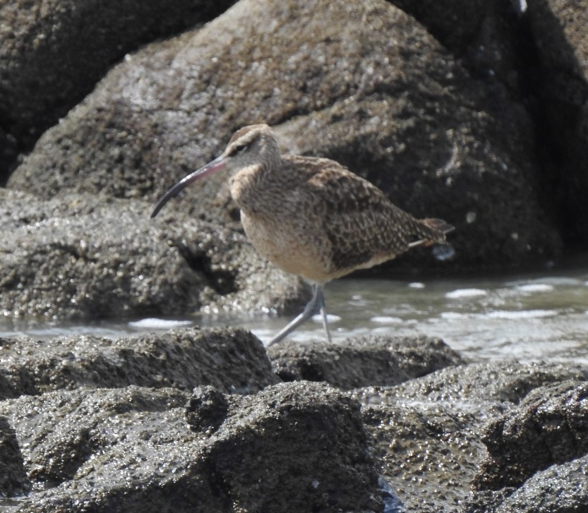 Hudsonian Whimbrel - ML646050355