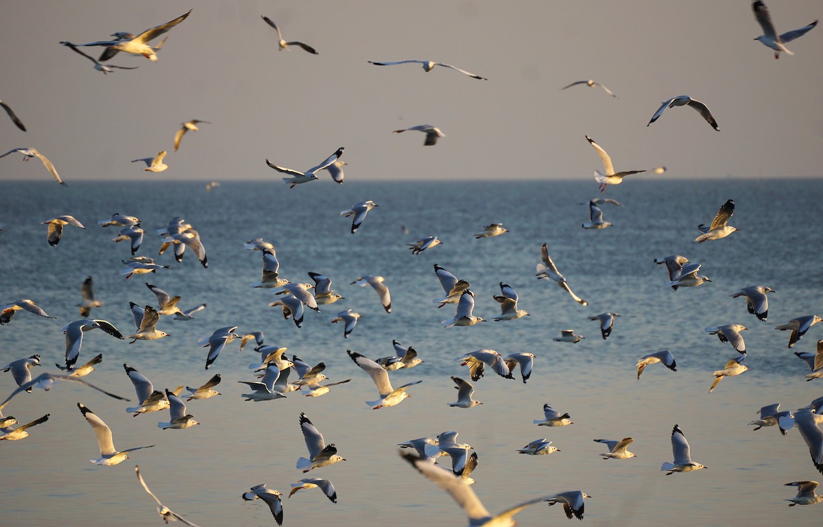 Brown-headed Gull - ML646050356