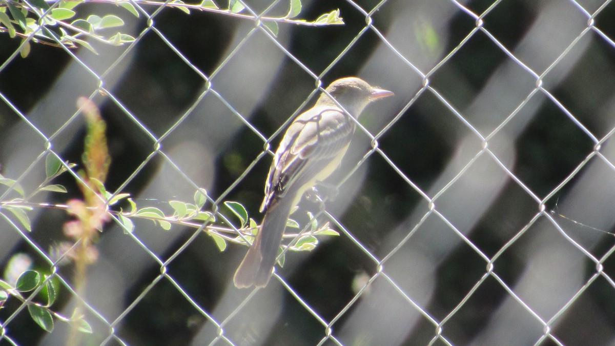 Swainson's Flycatcher - ML646050359