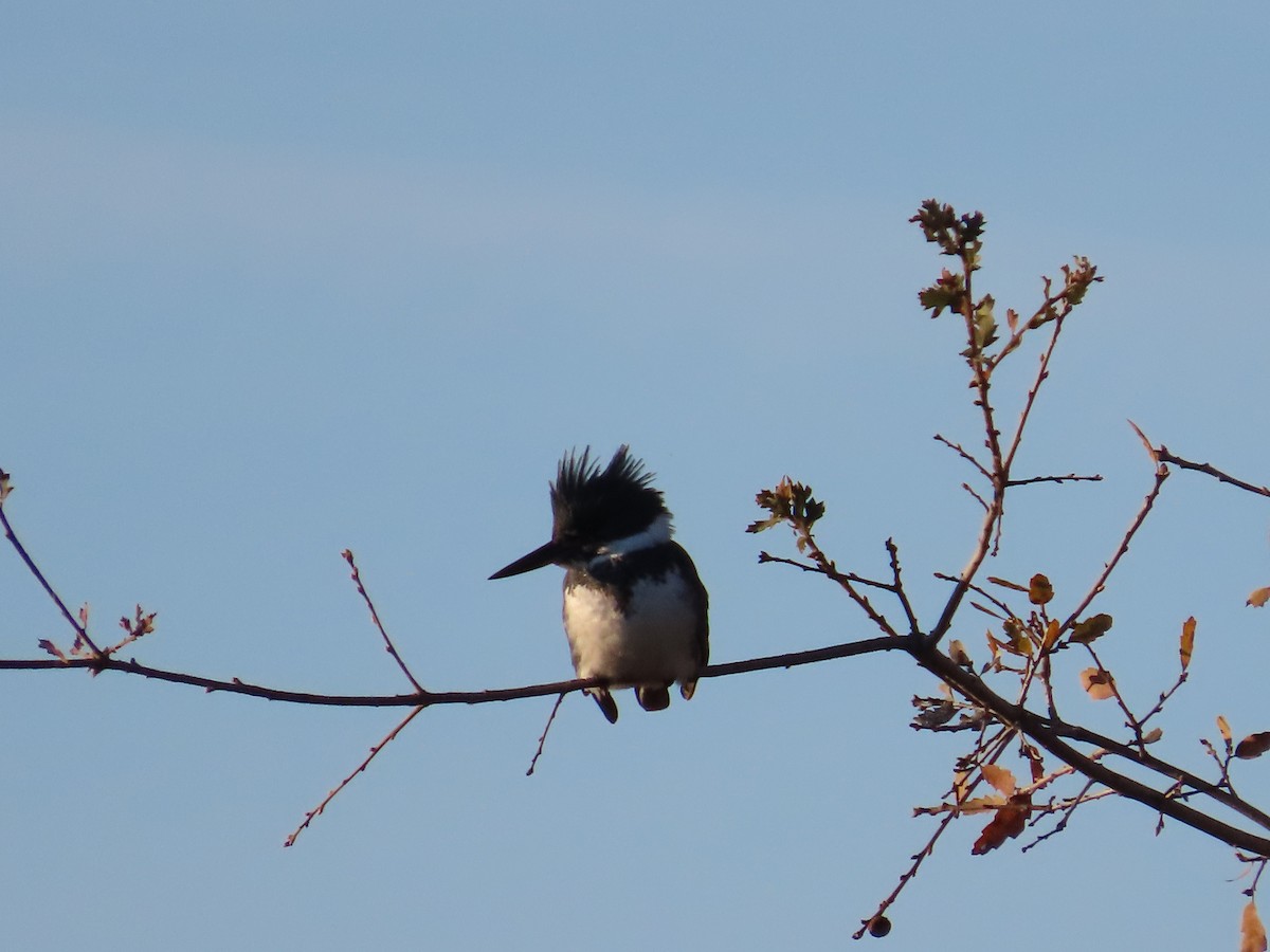 Belted Kingfisher - ML646050360