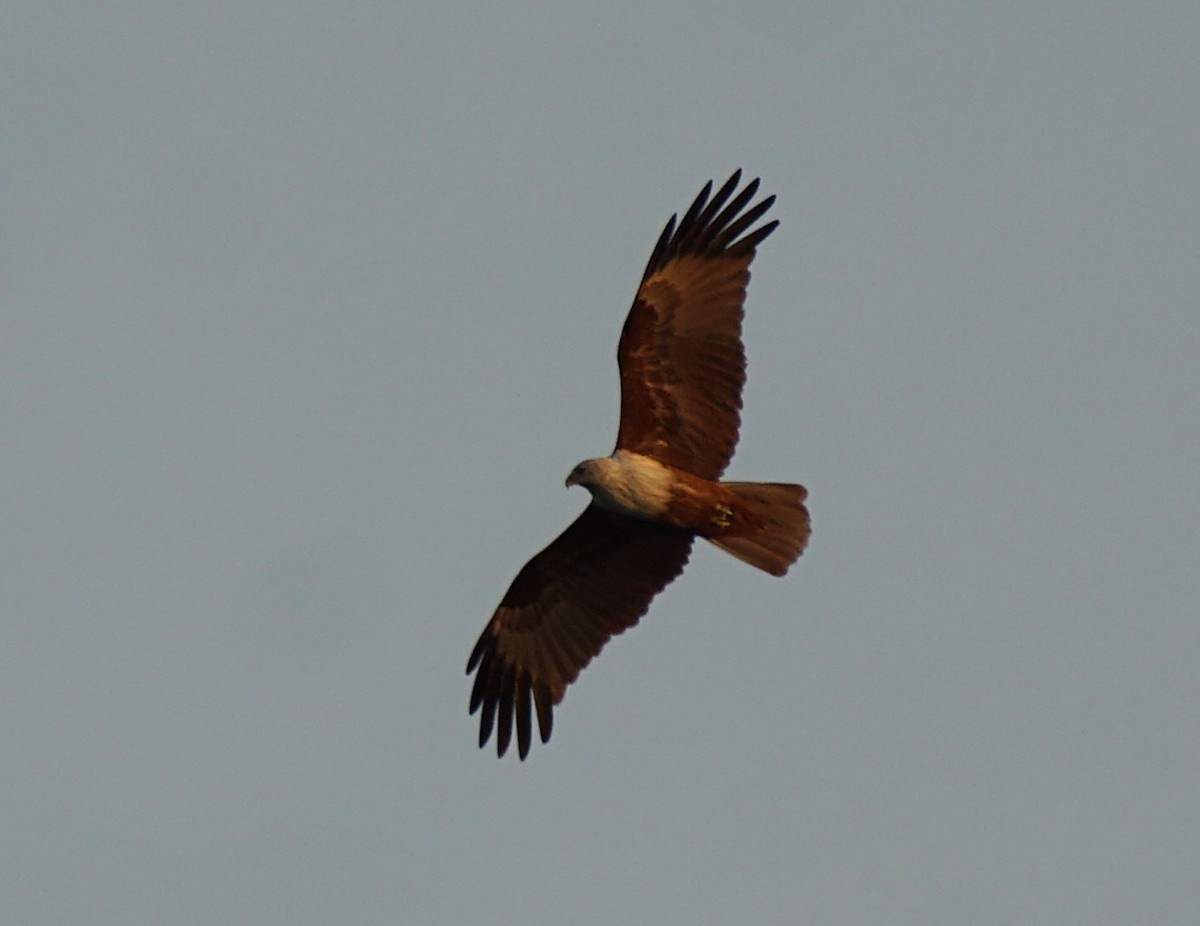 Brahminy Kite - ML646050361