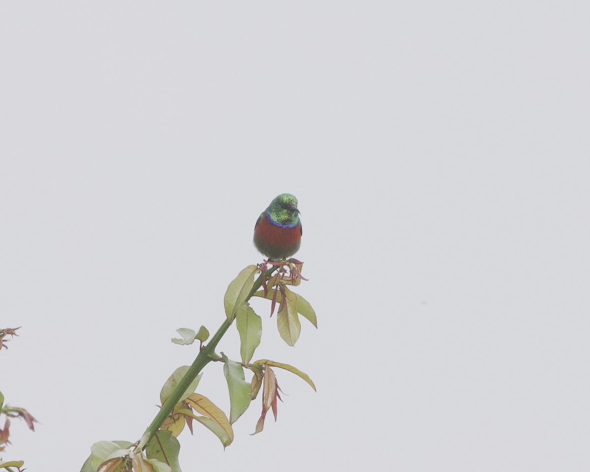 Northern Double-collared Sunbird - ML646050362