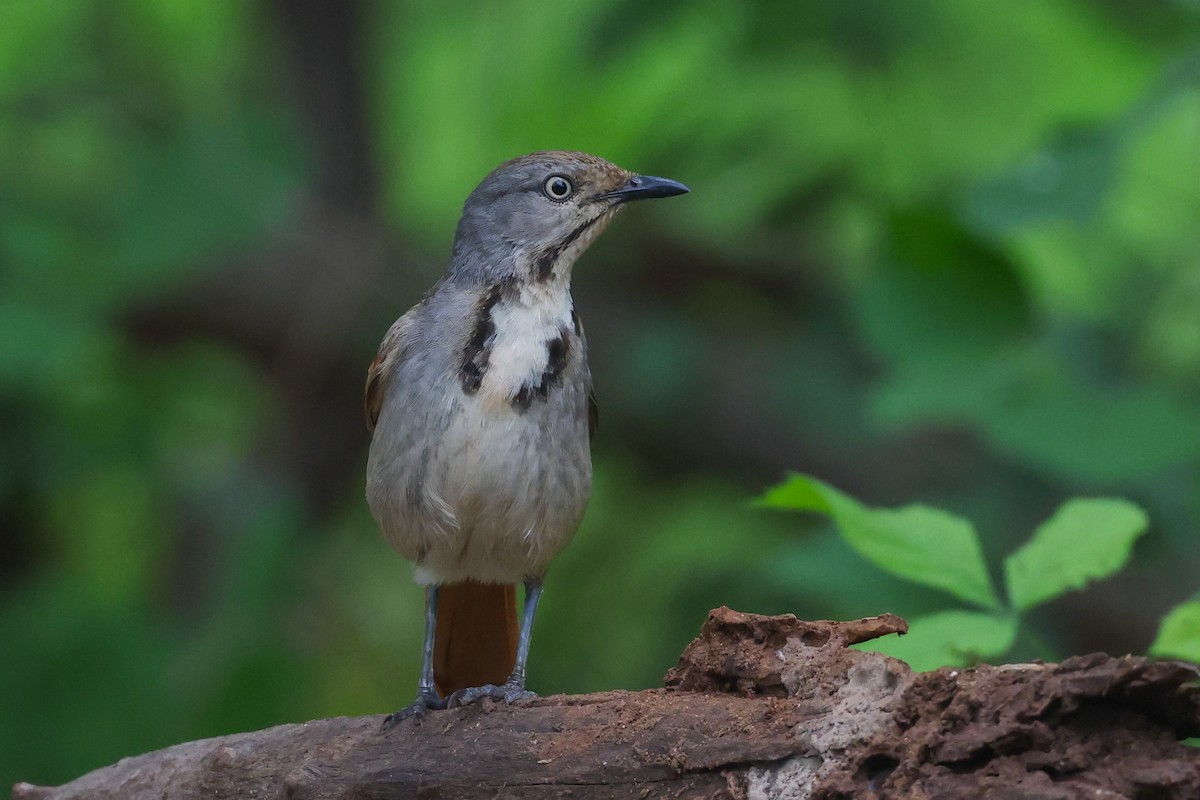 Collared Palm-Thrush - ML646050363