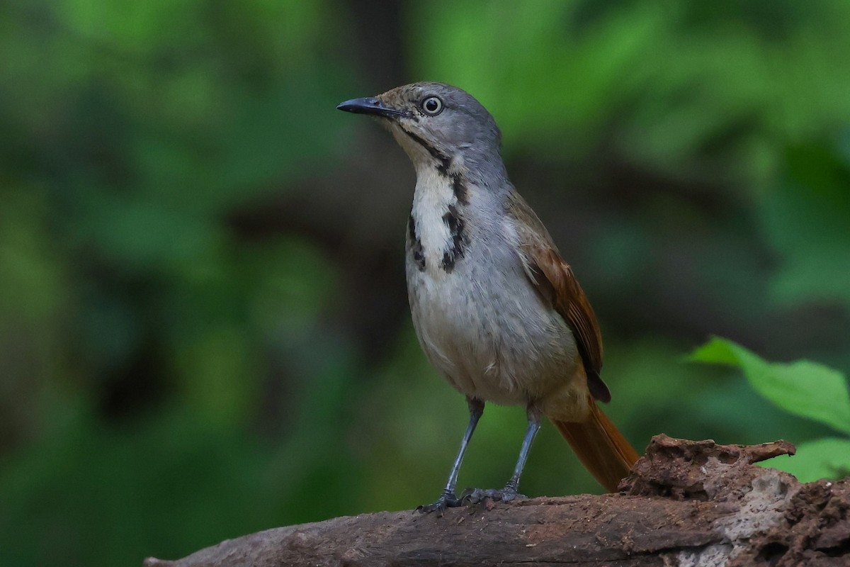 Collared Palm-Thrush - ML646050364