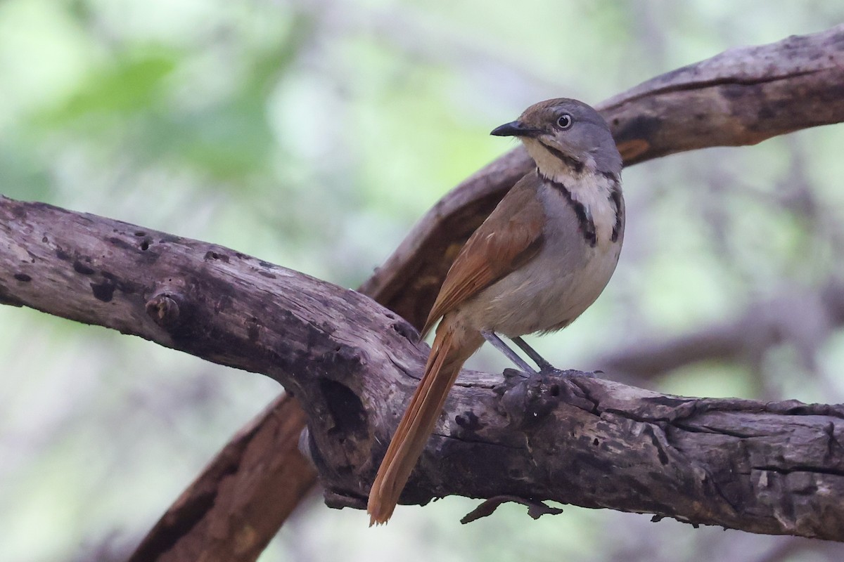 Collared Palm-Thrush - ML646050365
