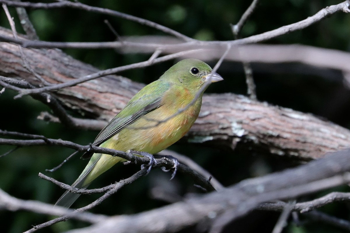 Painted Bunting - ML646050366