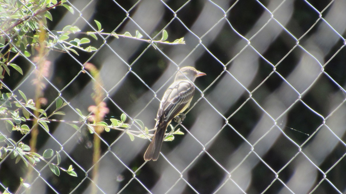 Swainson's Flycatcher - ML646050367