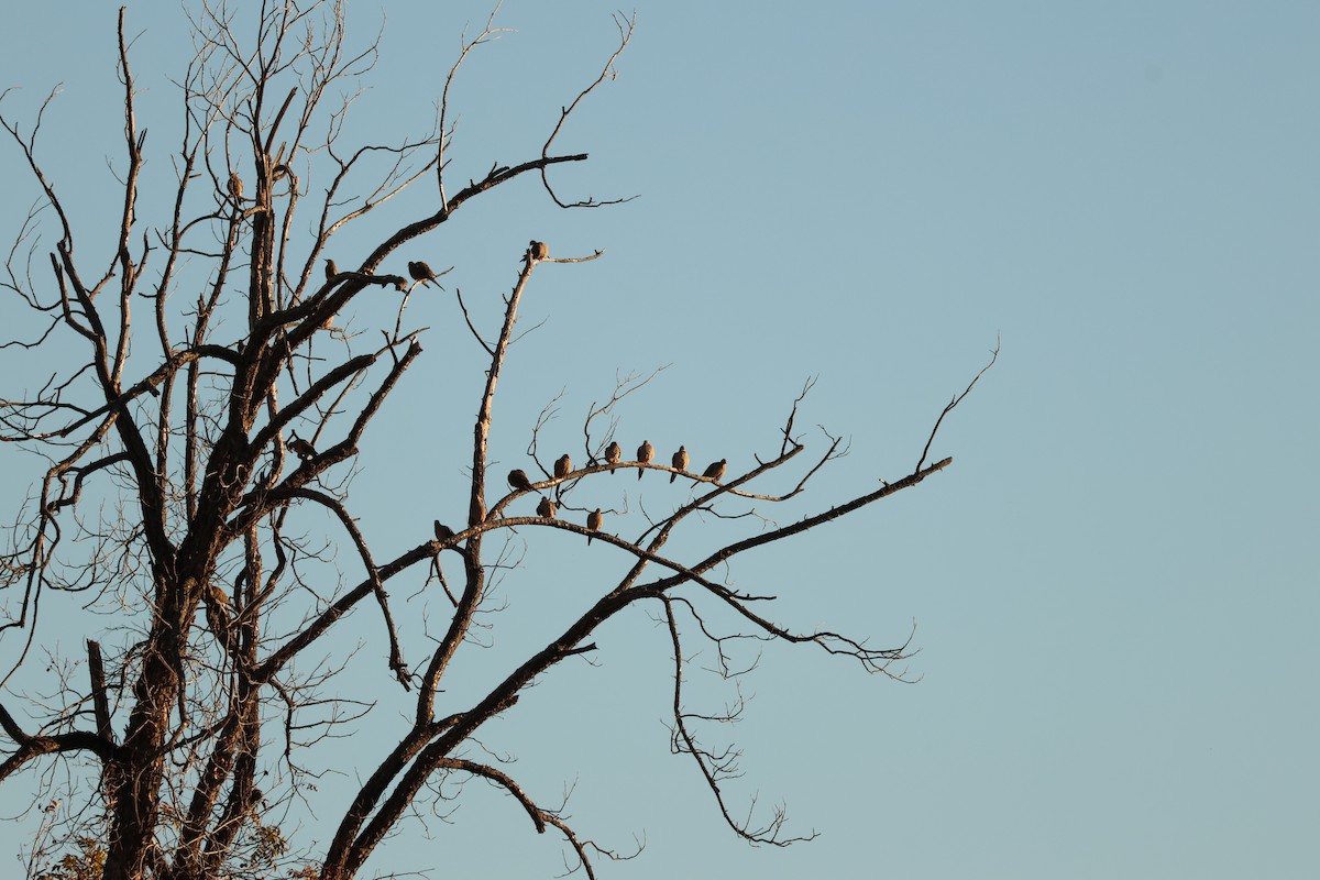 Mourning Dove - ML646050368