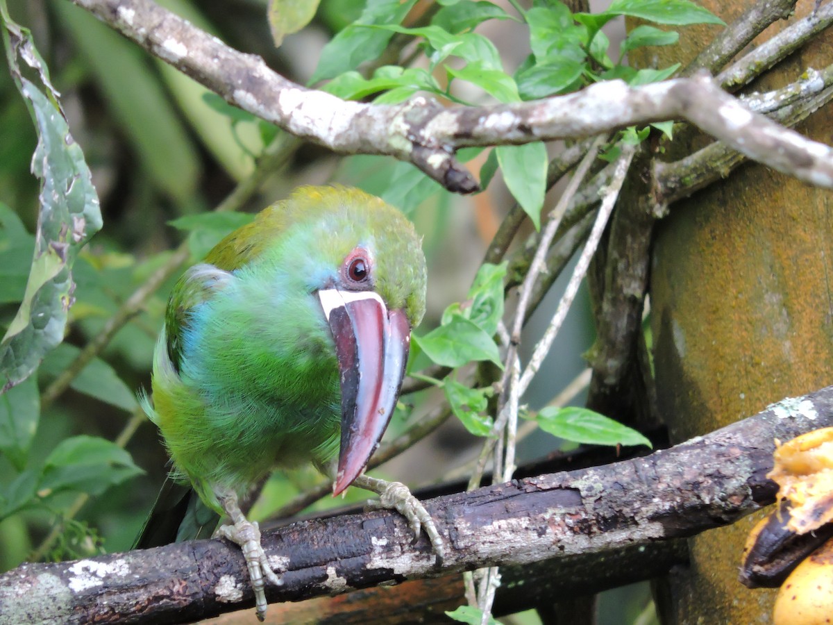 Crimson-rumped Toucanet - ML646050369