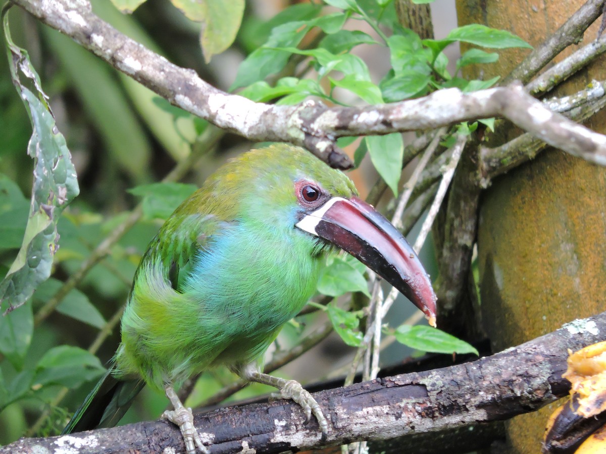 Ruddy Ground Dove - ML646050370