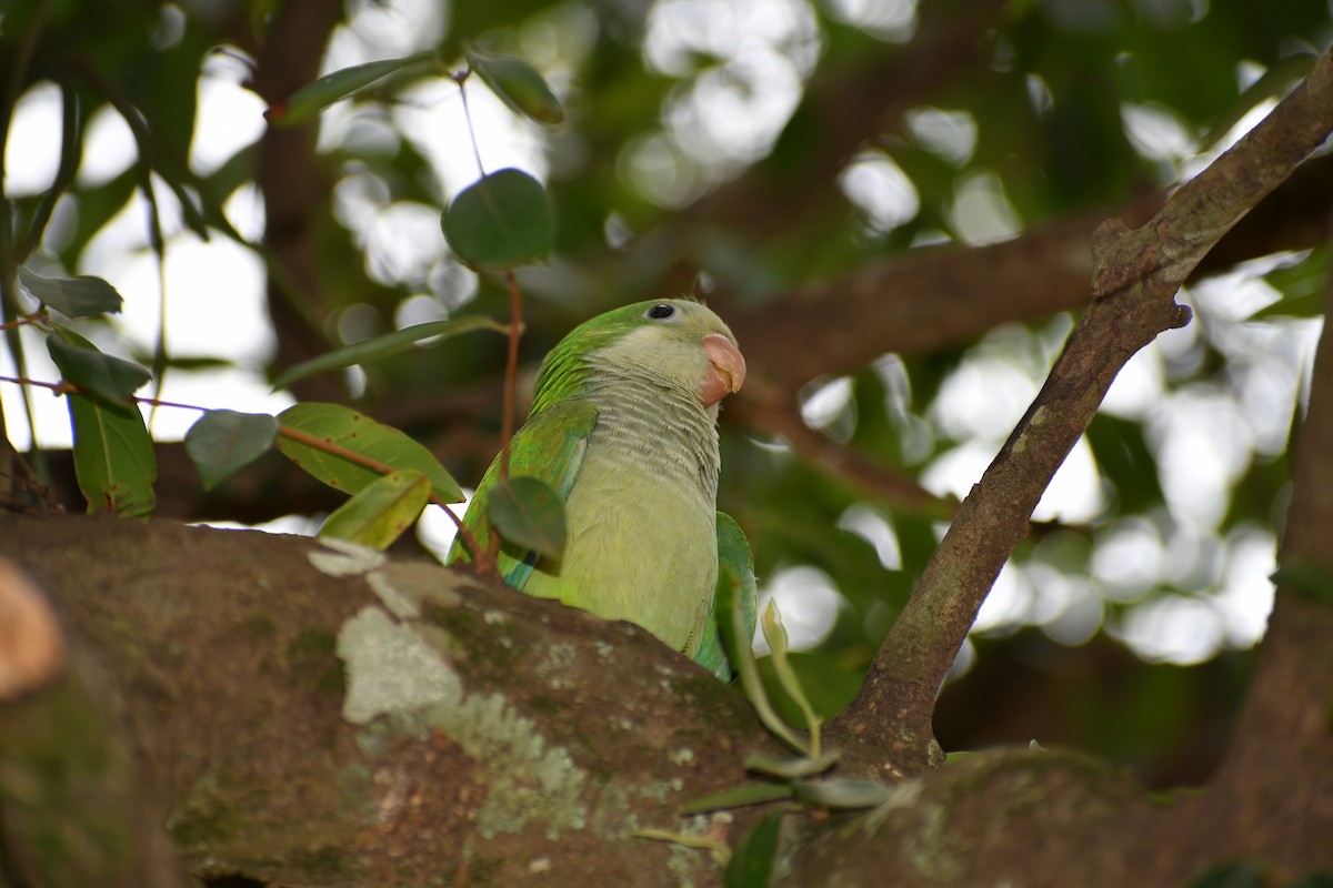 Mönchssittich - ML646050371