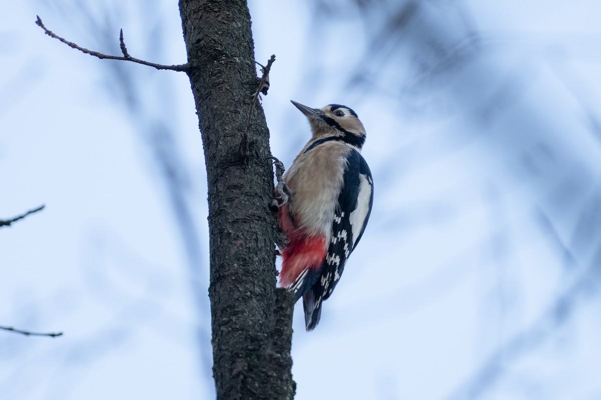 Great Spotted Woodpecker - ML646050372