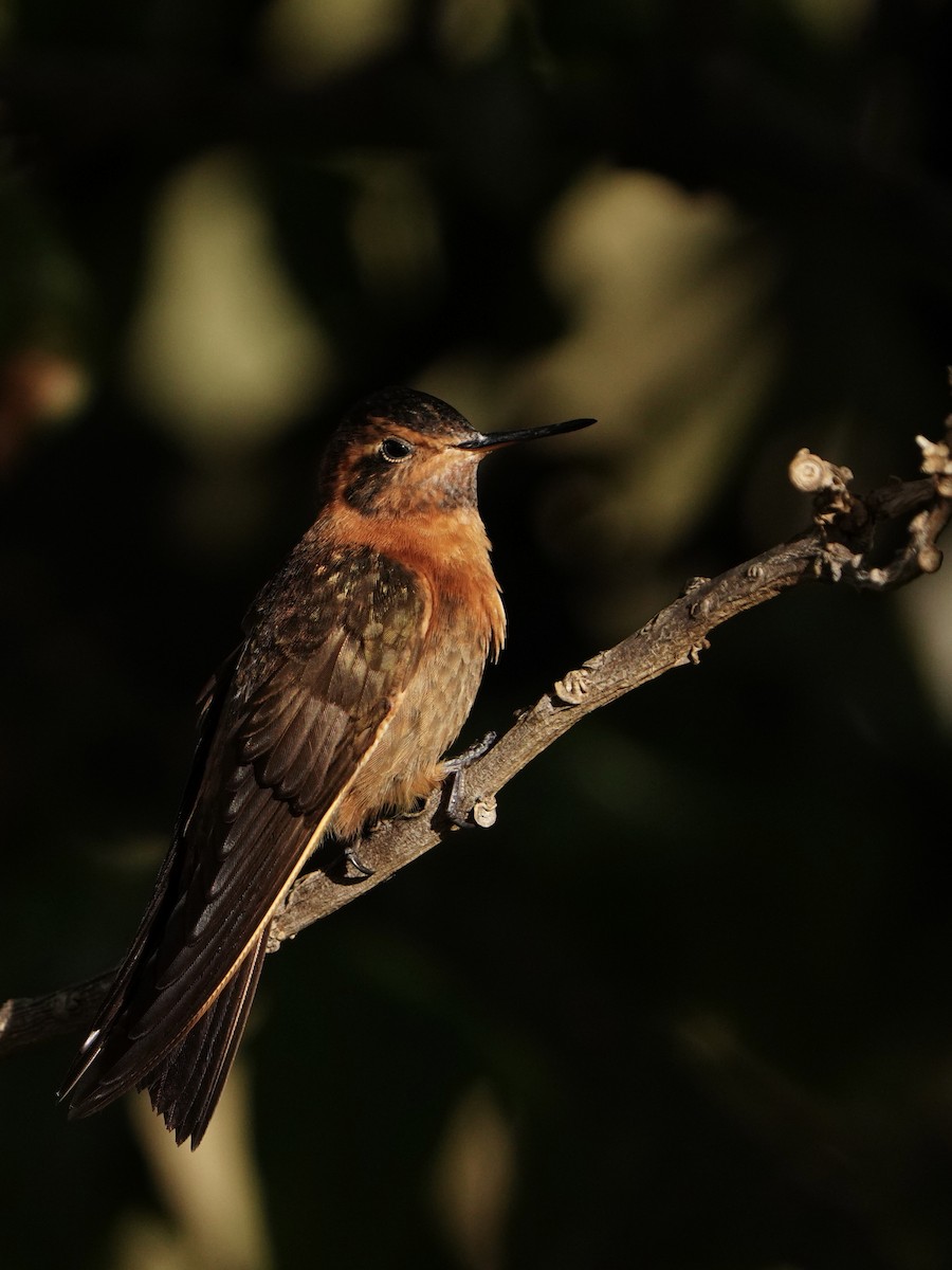 Shining Sunbeam - ML646050373