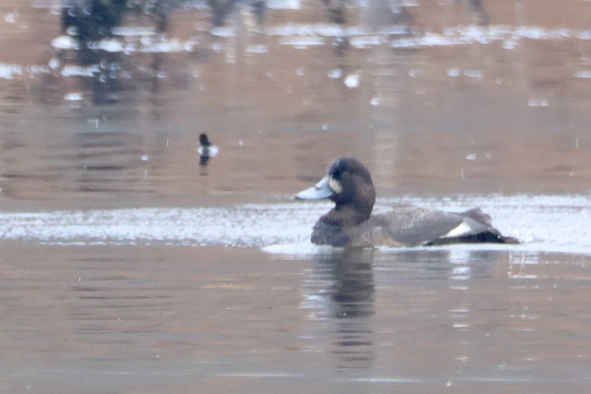 Greater Scaup - ML646050375