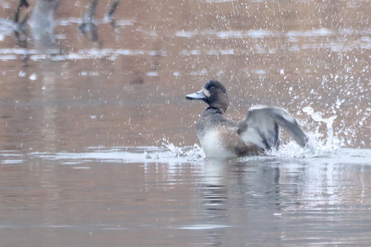 Greater Scaup - ML646050376