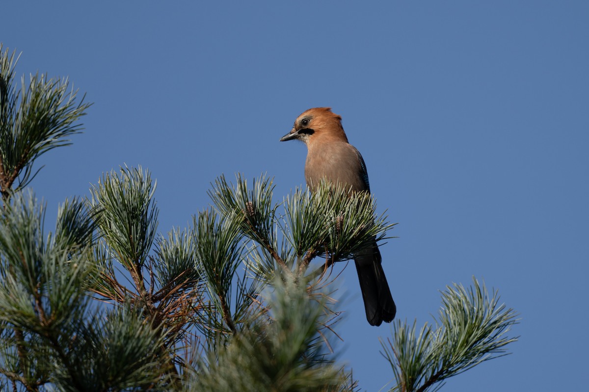 Eurasian Jay - ML646050379