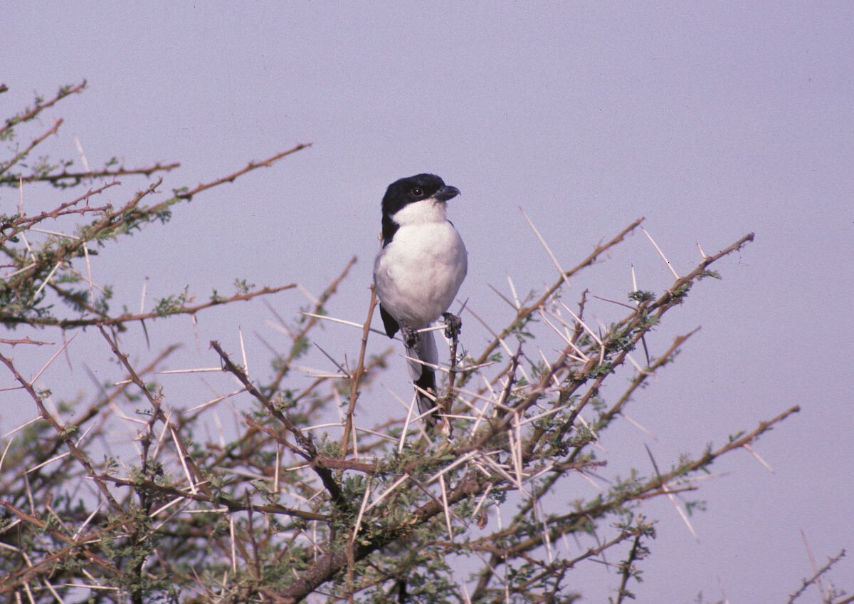 Somaliwürger - ML646050381