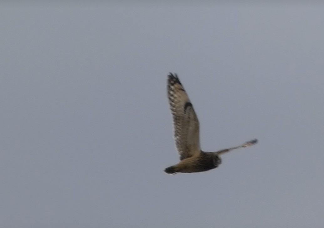 Short-eared Owl - ML646050384