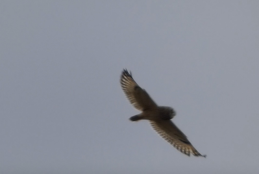 Short-eared Owl - ML646050385