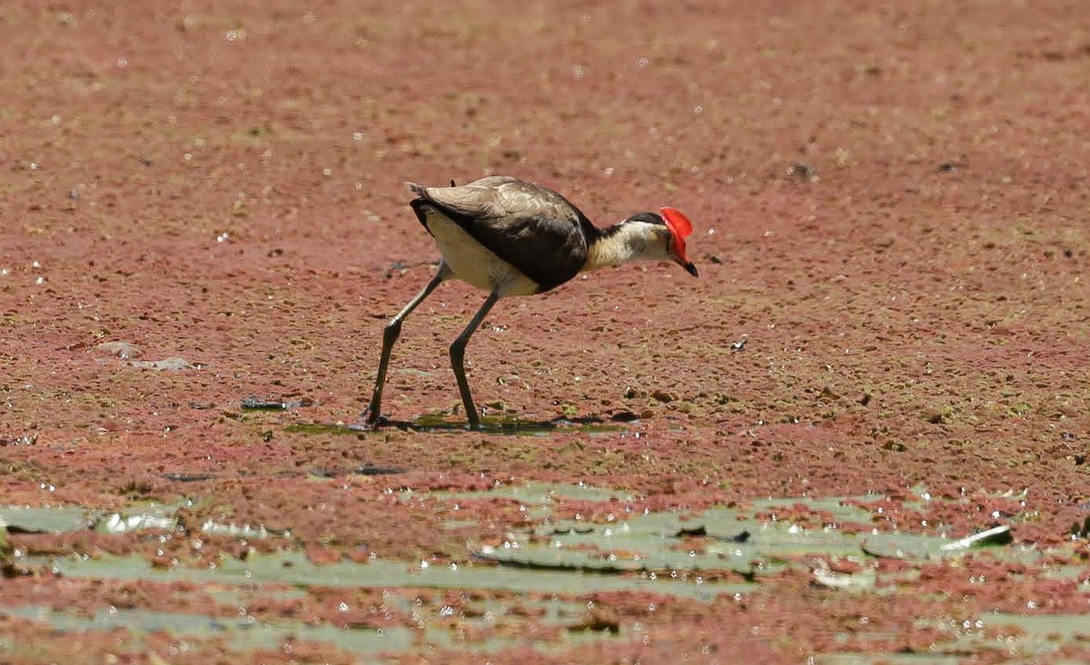 Comb-crested Jacana - ML646050387