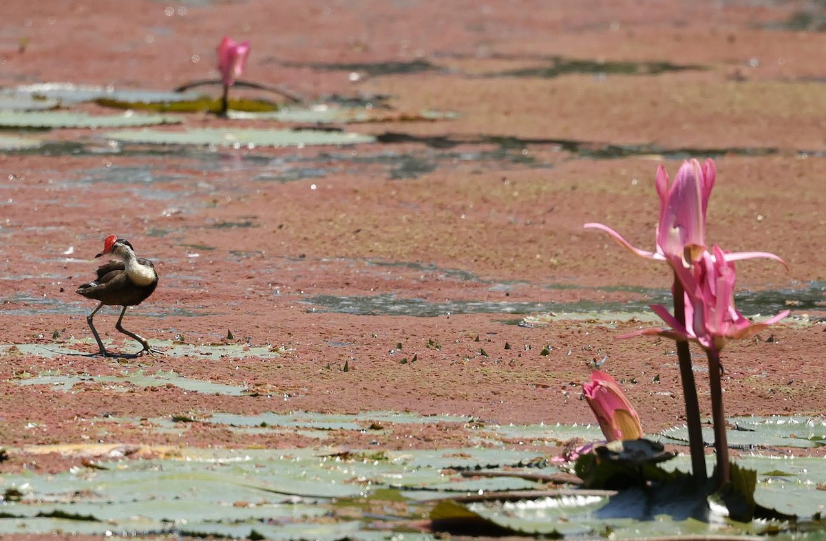 Comb-crested Jacana - ML646050388