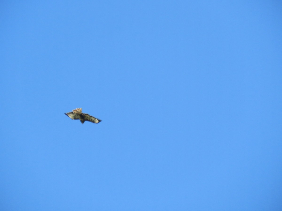 Buse féroce - ML646050390