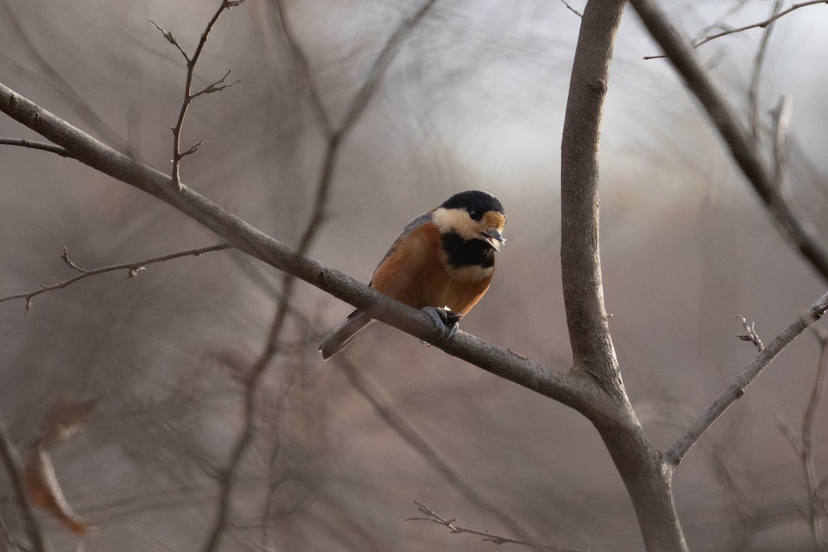Varied Tit - ML646050392